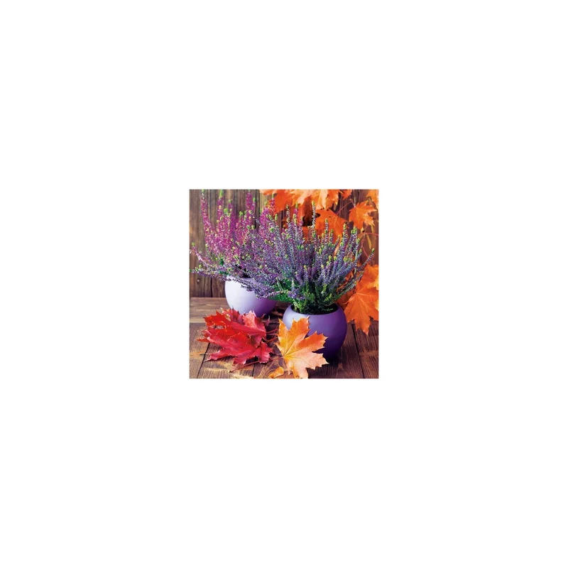 ibspot-26169994