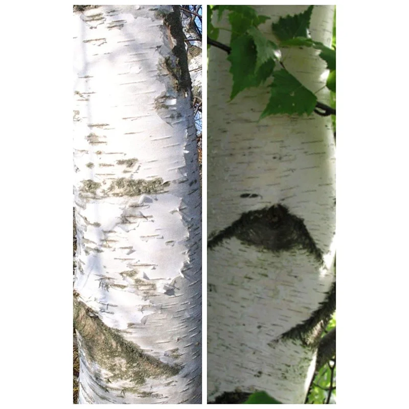 ibspot-54312140