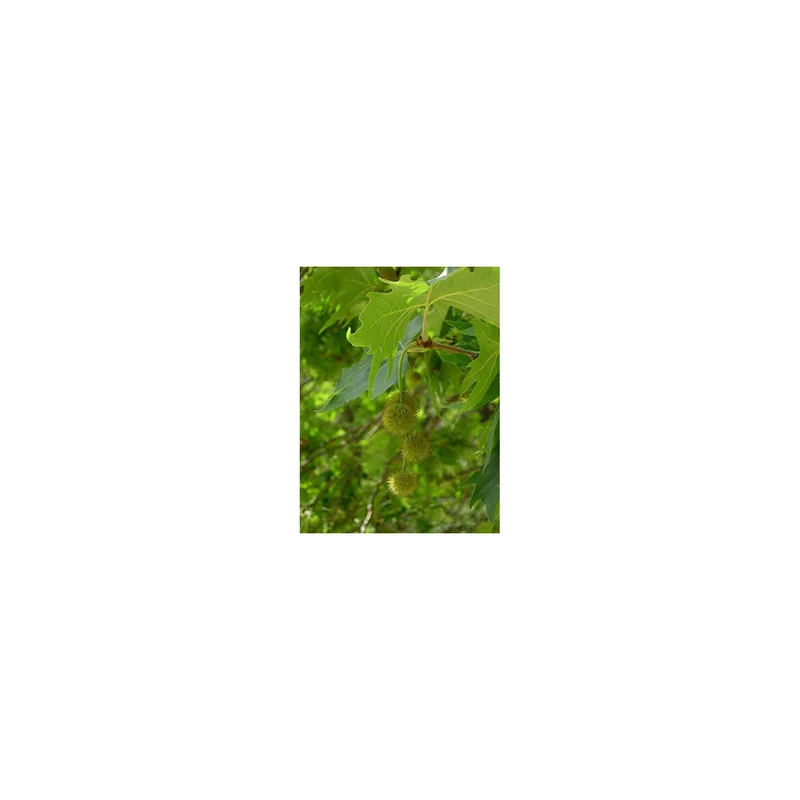 ibspot5400916
